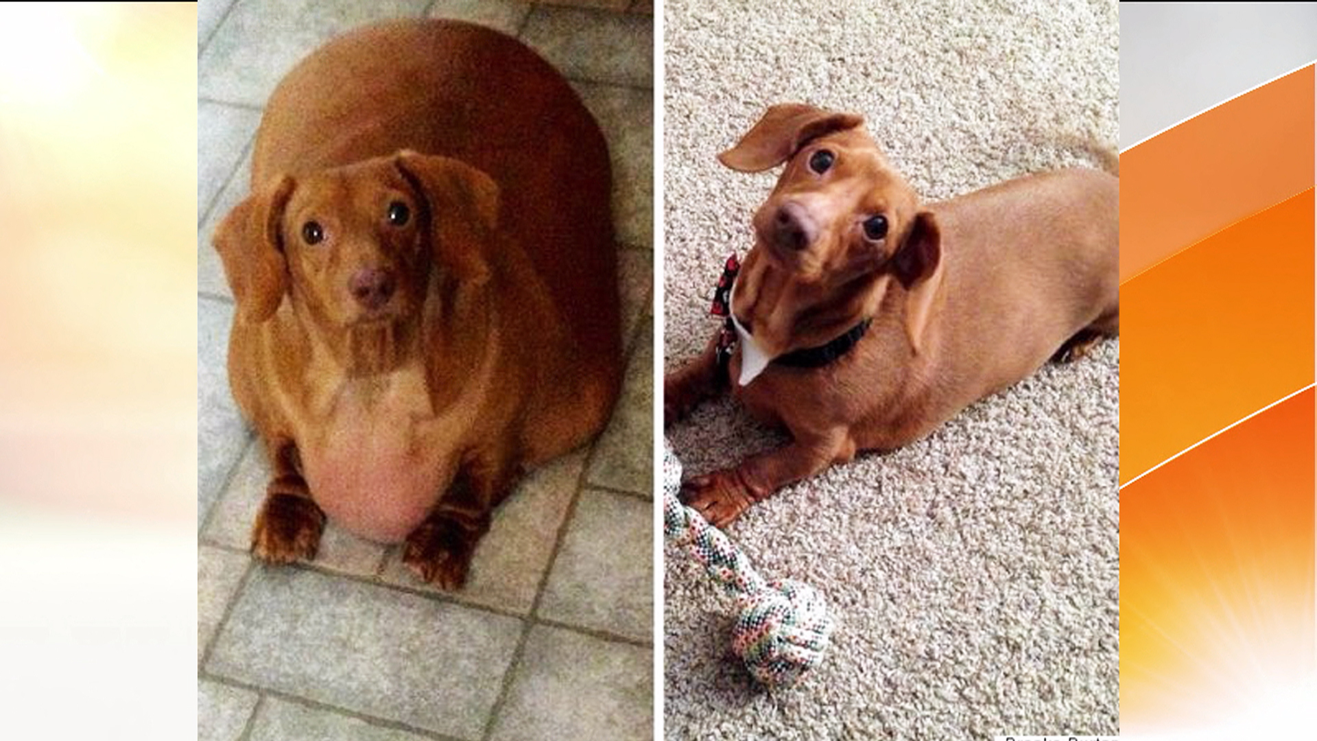 dachshund on a diet: obese ohio pup loses 80 percent of body weight