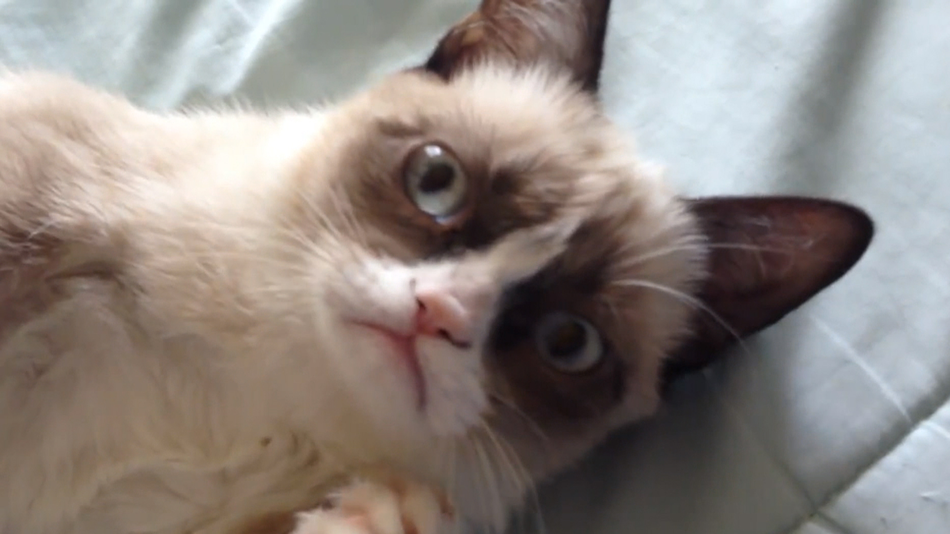 Scientists Explain Why Watching Internet Cat Videos Is Good for You
