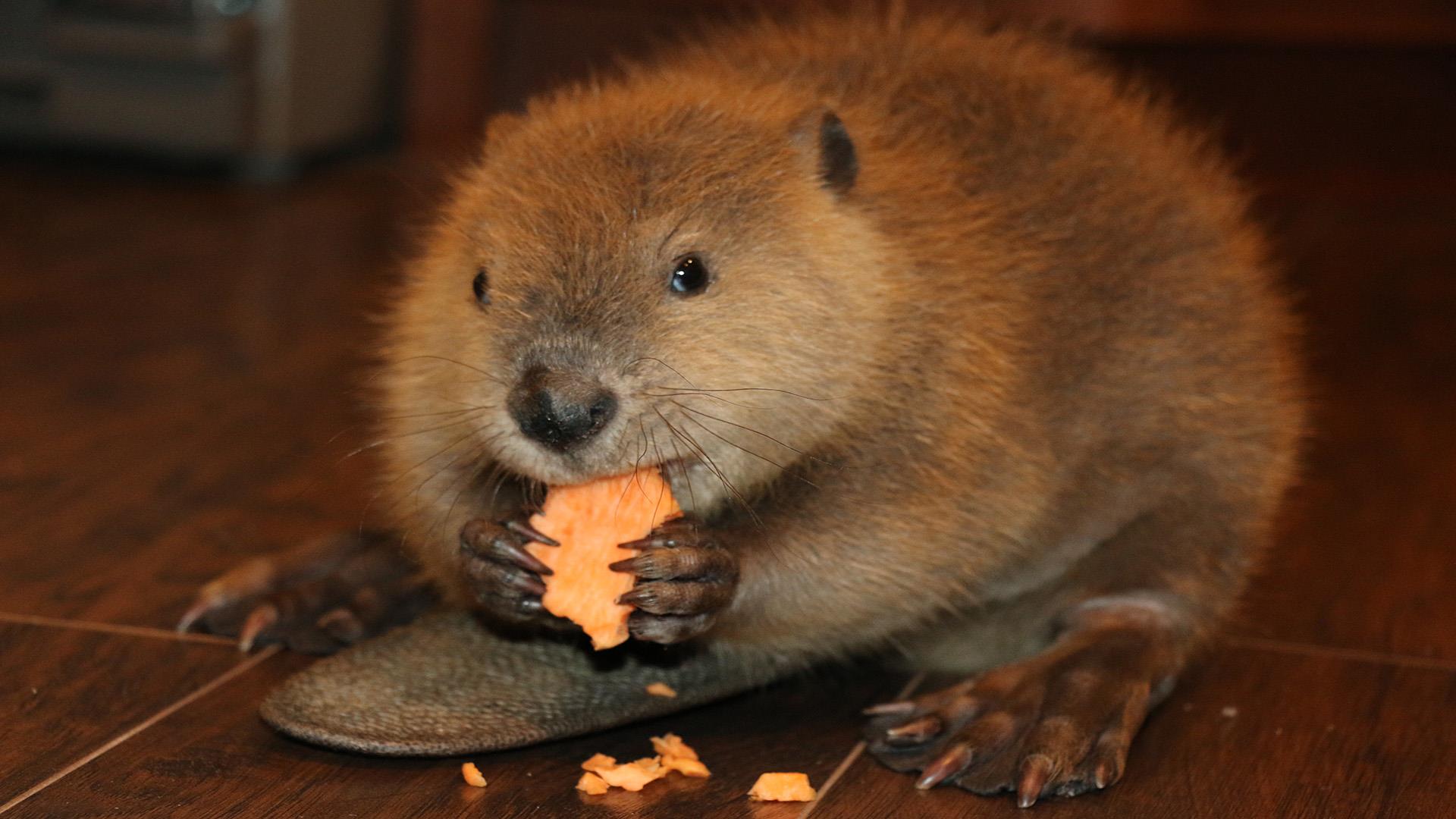 Justin Beaver, rescued as an orphan, makes dams out of toys