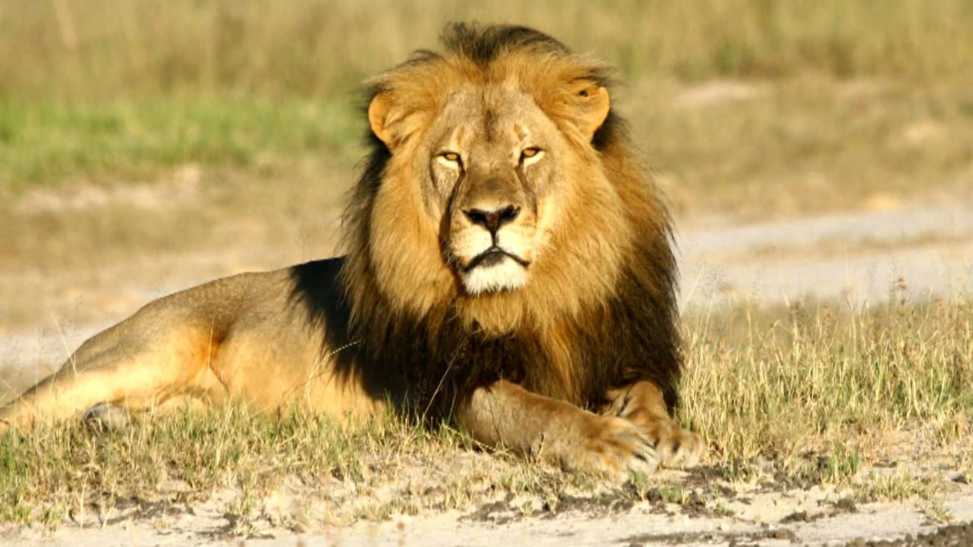 Cecil the lion's death: What really happened