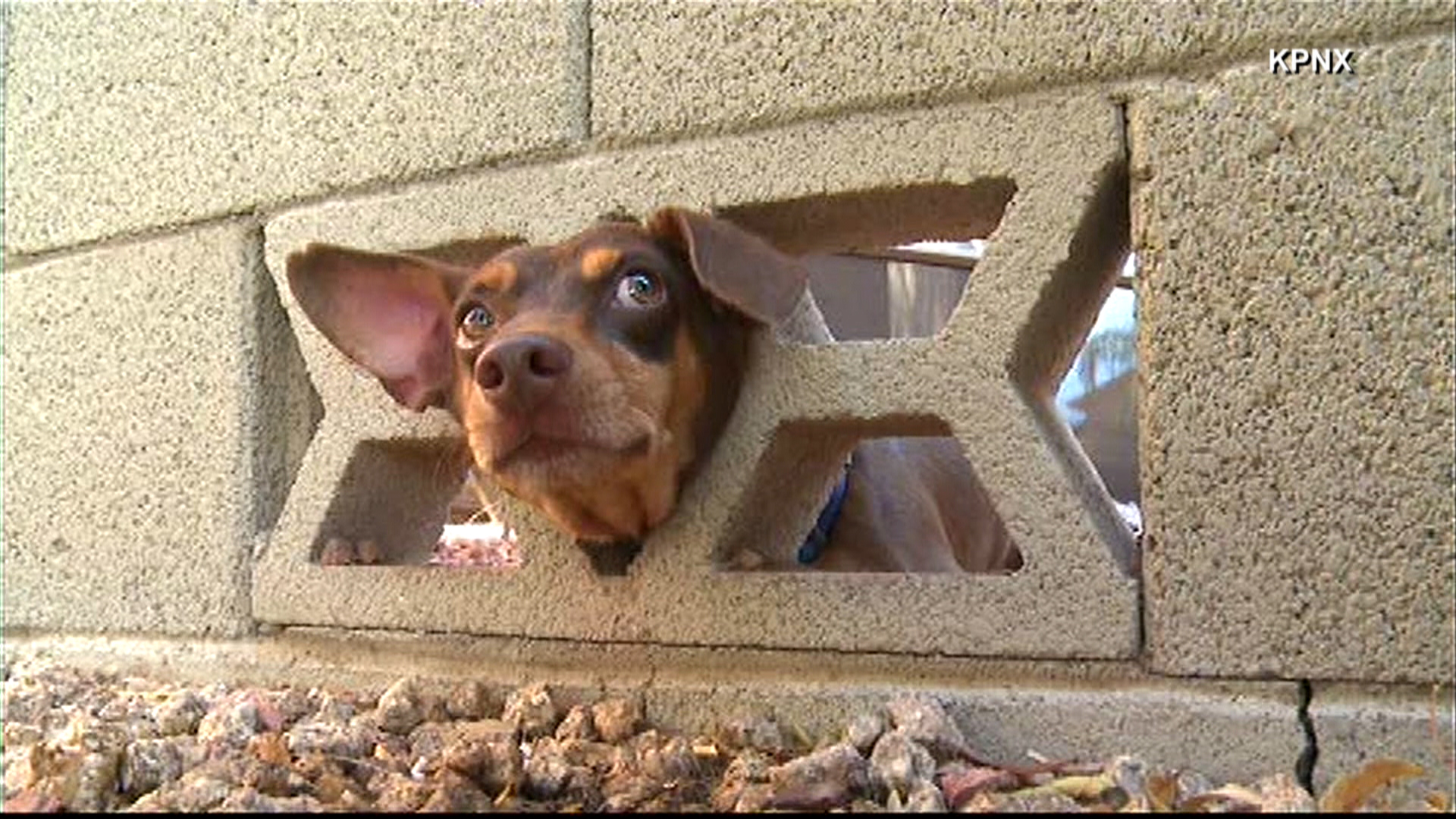 Firefighters Free Dog Stuck in a Wall