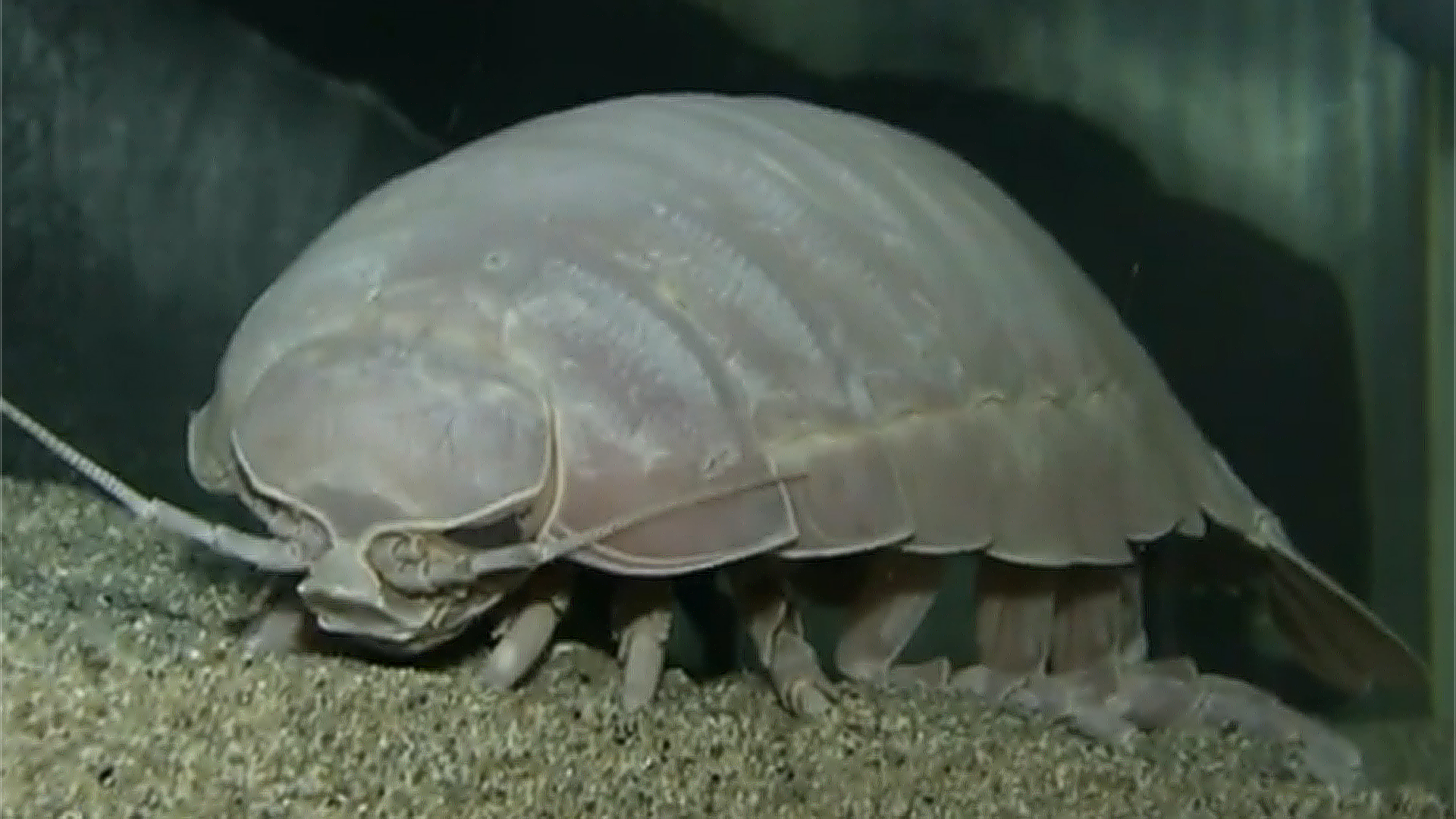 Giant Isopod Eats for First Time in 5 Years