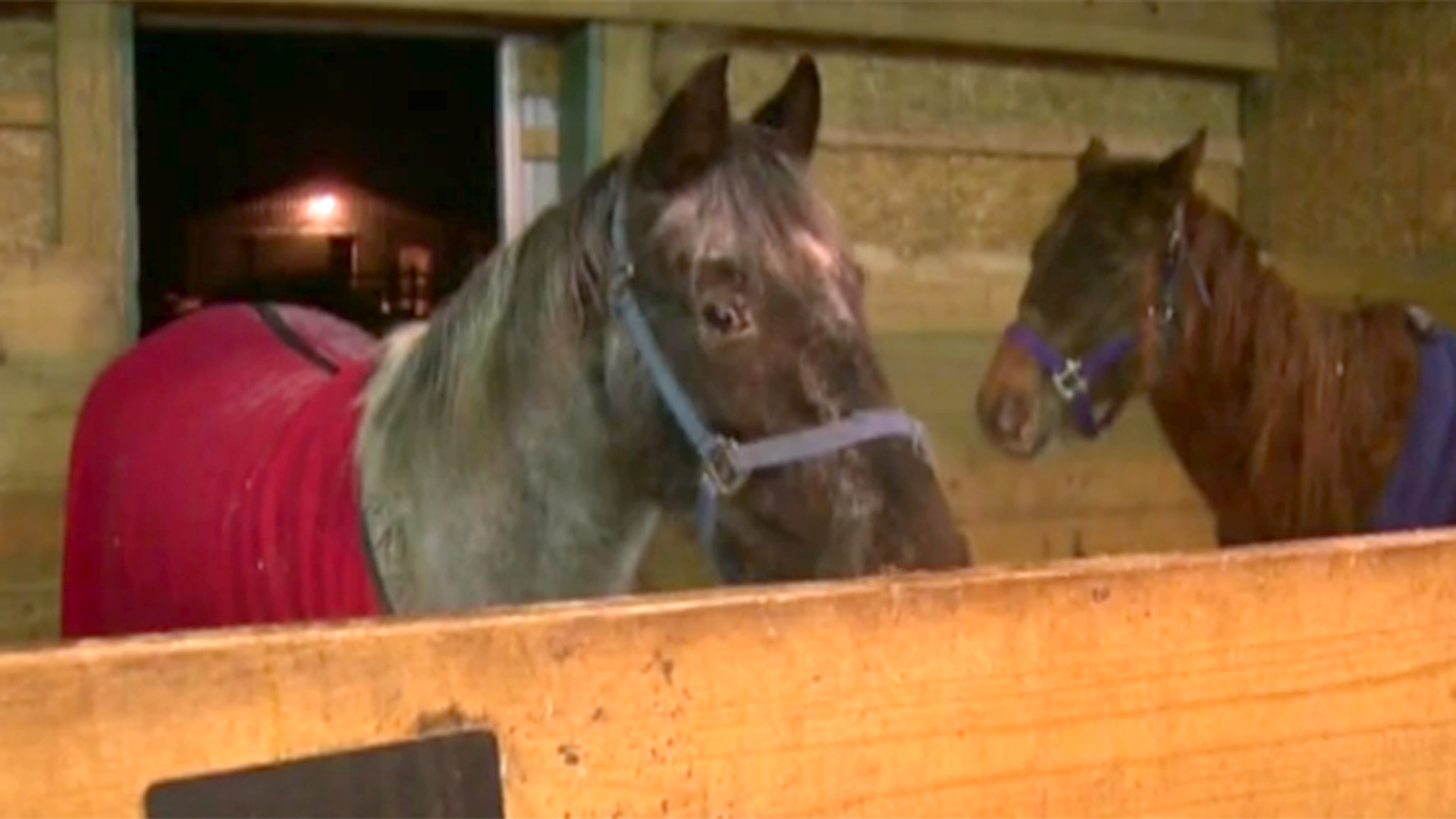 Starving Horses Rescued - NBC News