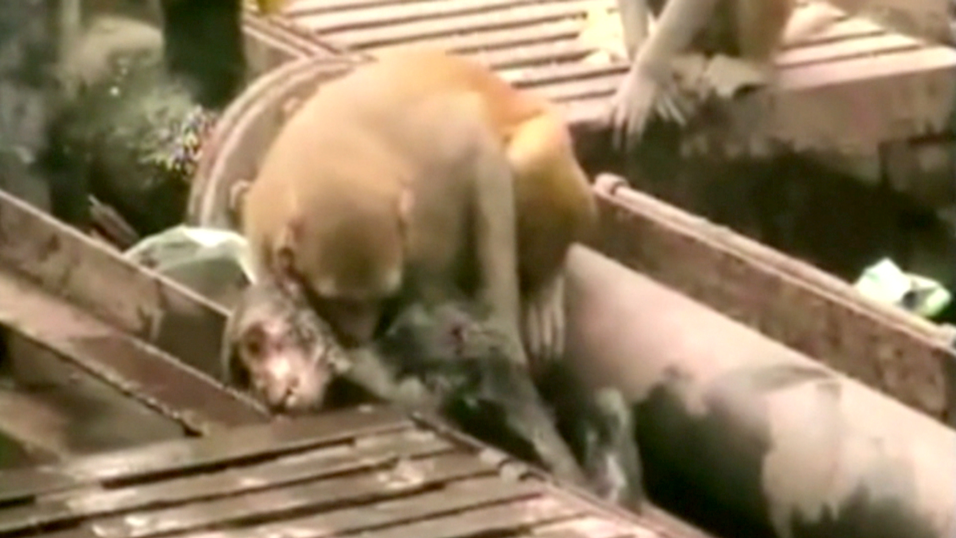 Monkey Revives Unconscious Friend After Accident