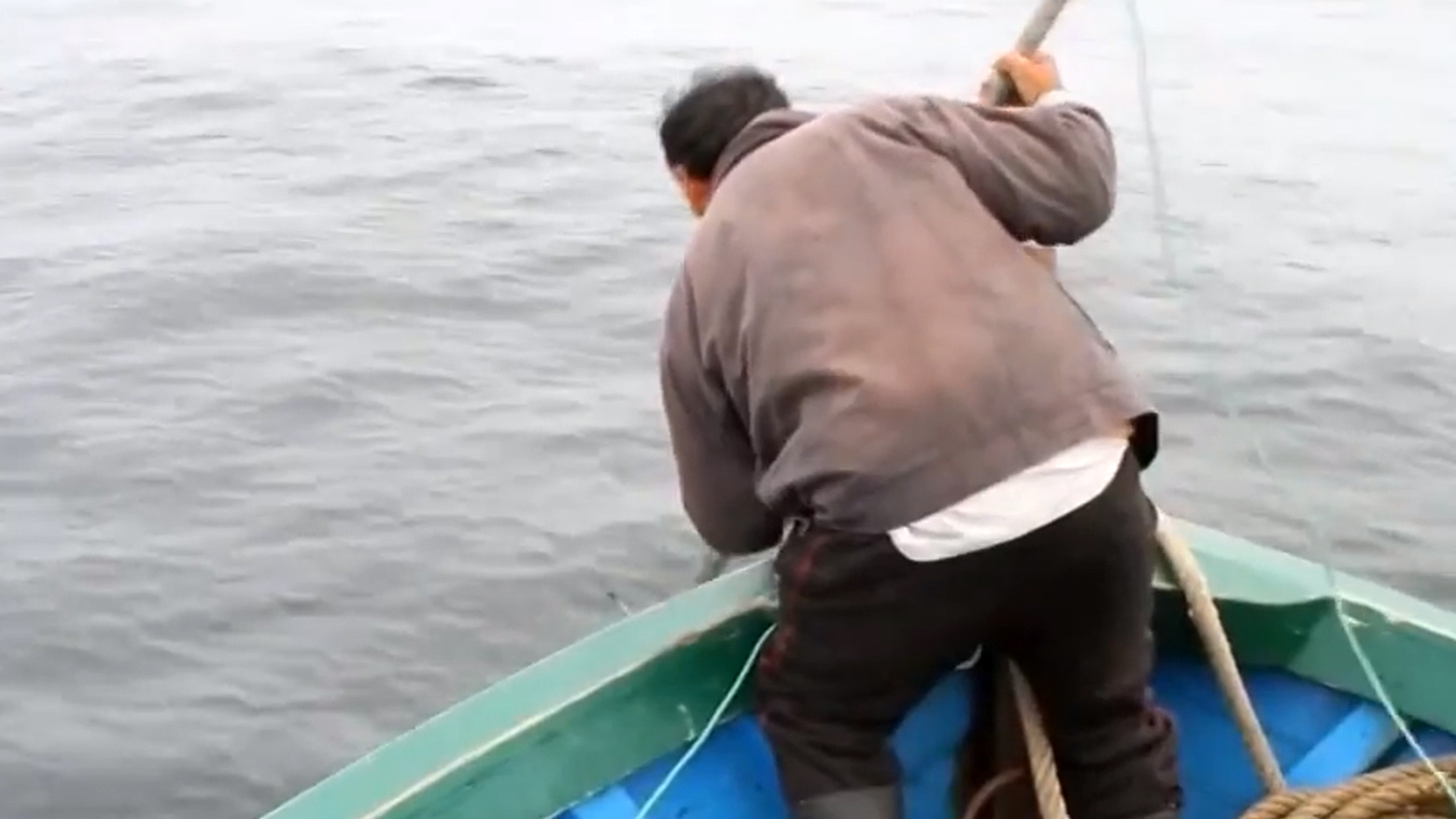 Exclusive Video Exposes Dolphin Slaughter In Japan And Peru