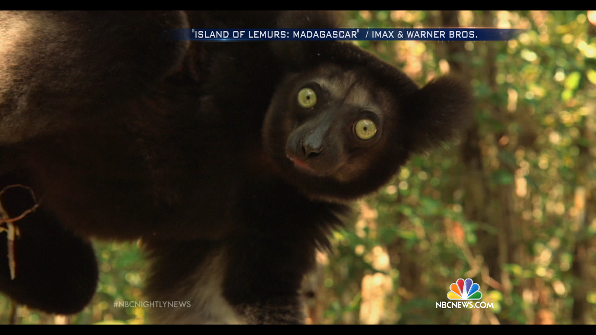 Lemurs Are the World's Most Endangered Mammal