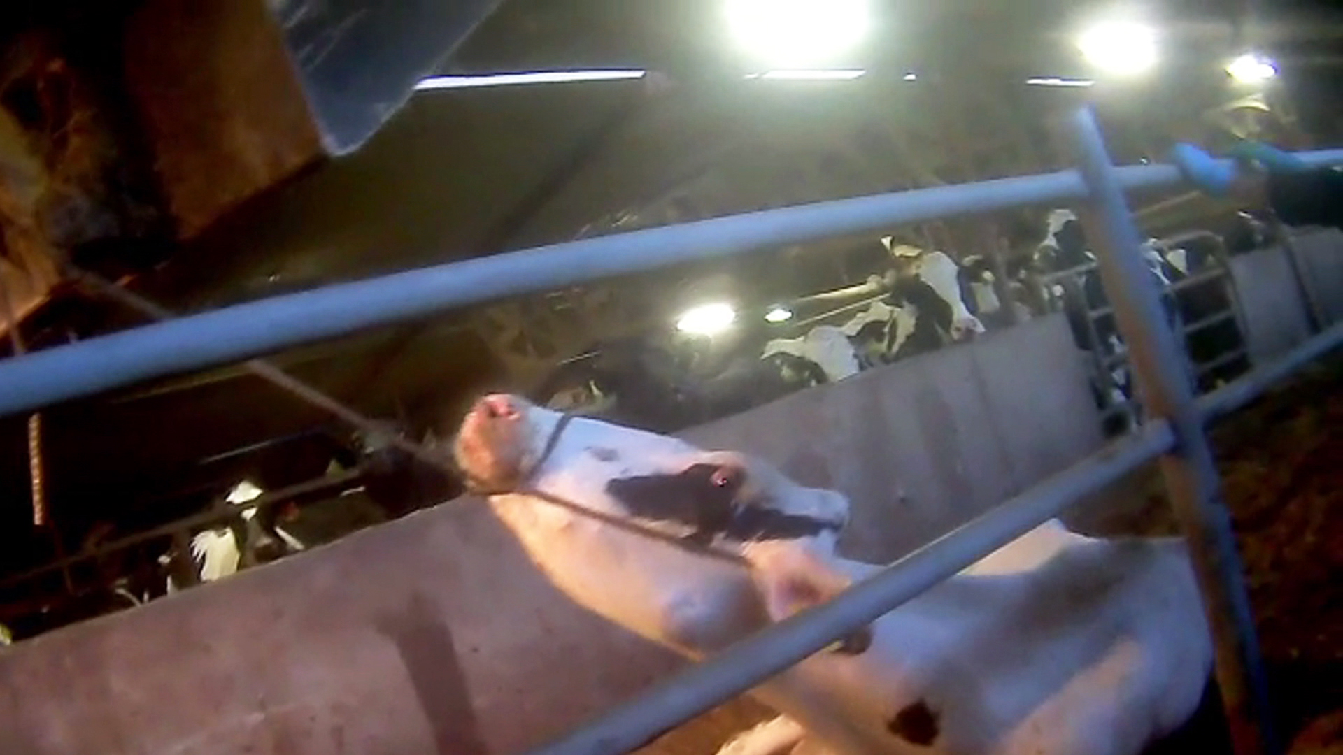 Farm Workers in Undercover Video Charged with Animal Abuse