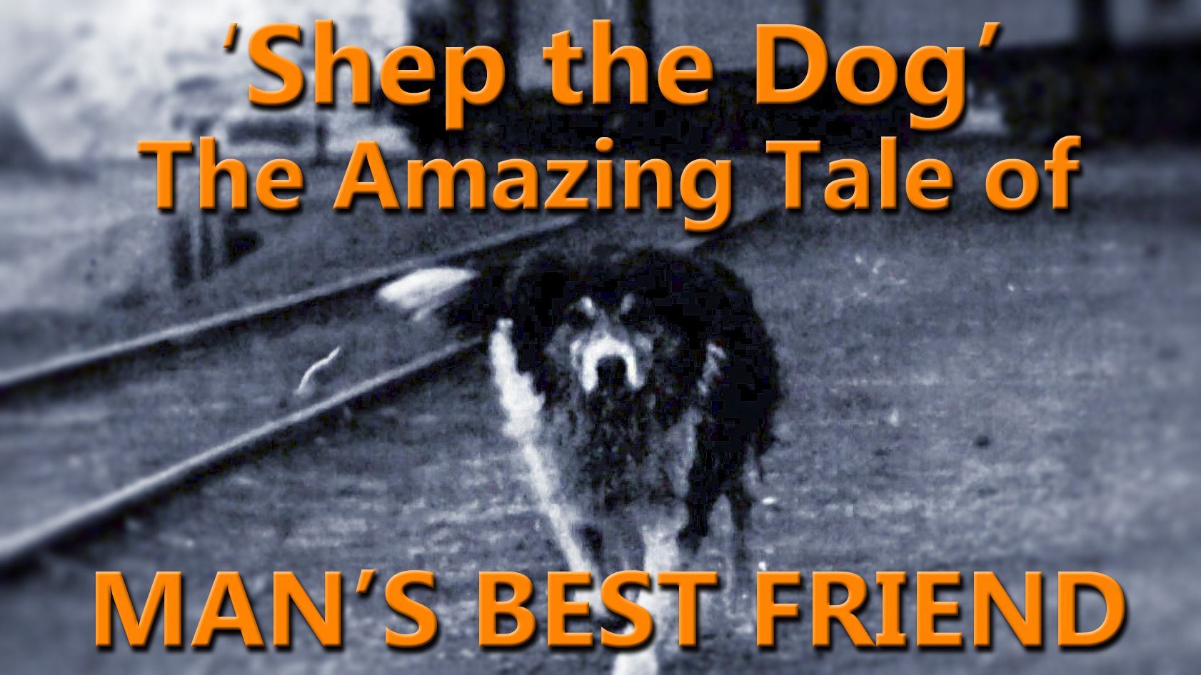 Forever Faithful: The Story of Shep the Dog