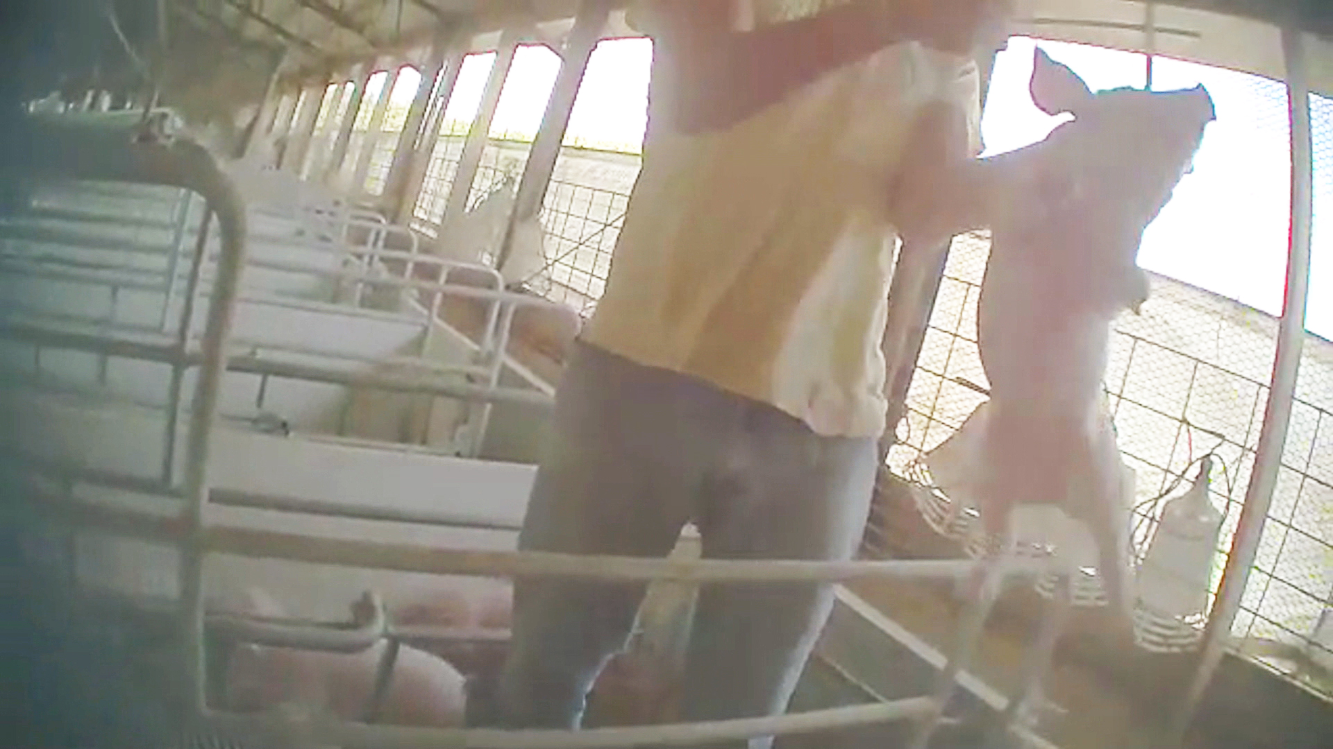 Undercover video shows alleged animal cruelty at pig farm