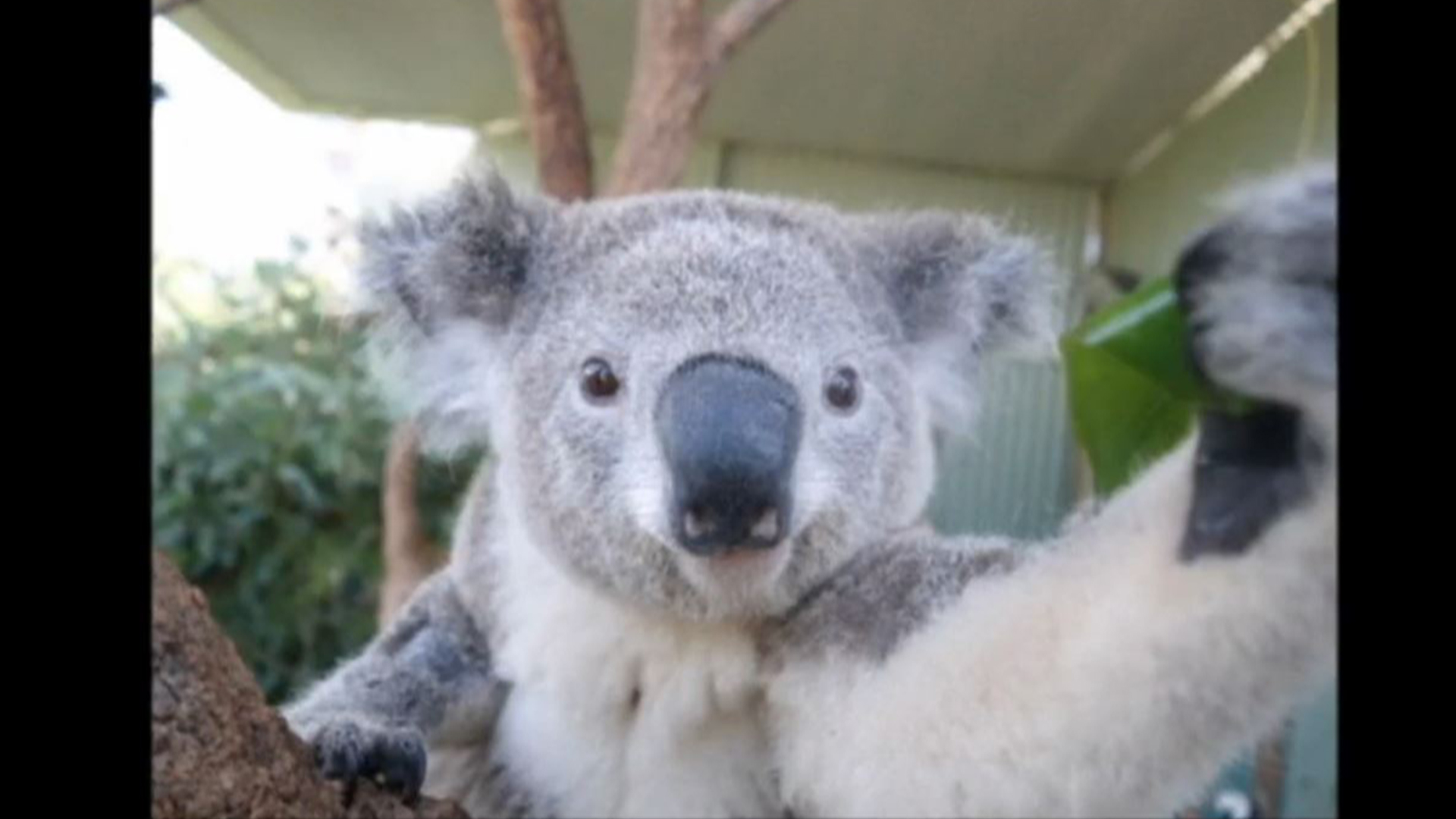 Koala takes a 'selfie'