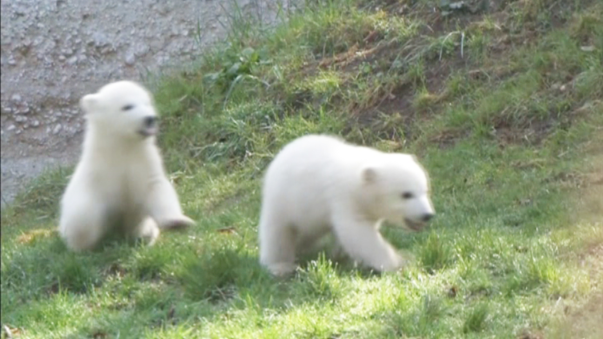 Zoo Names Polar Bear Cubs in Germany
