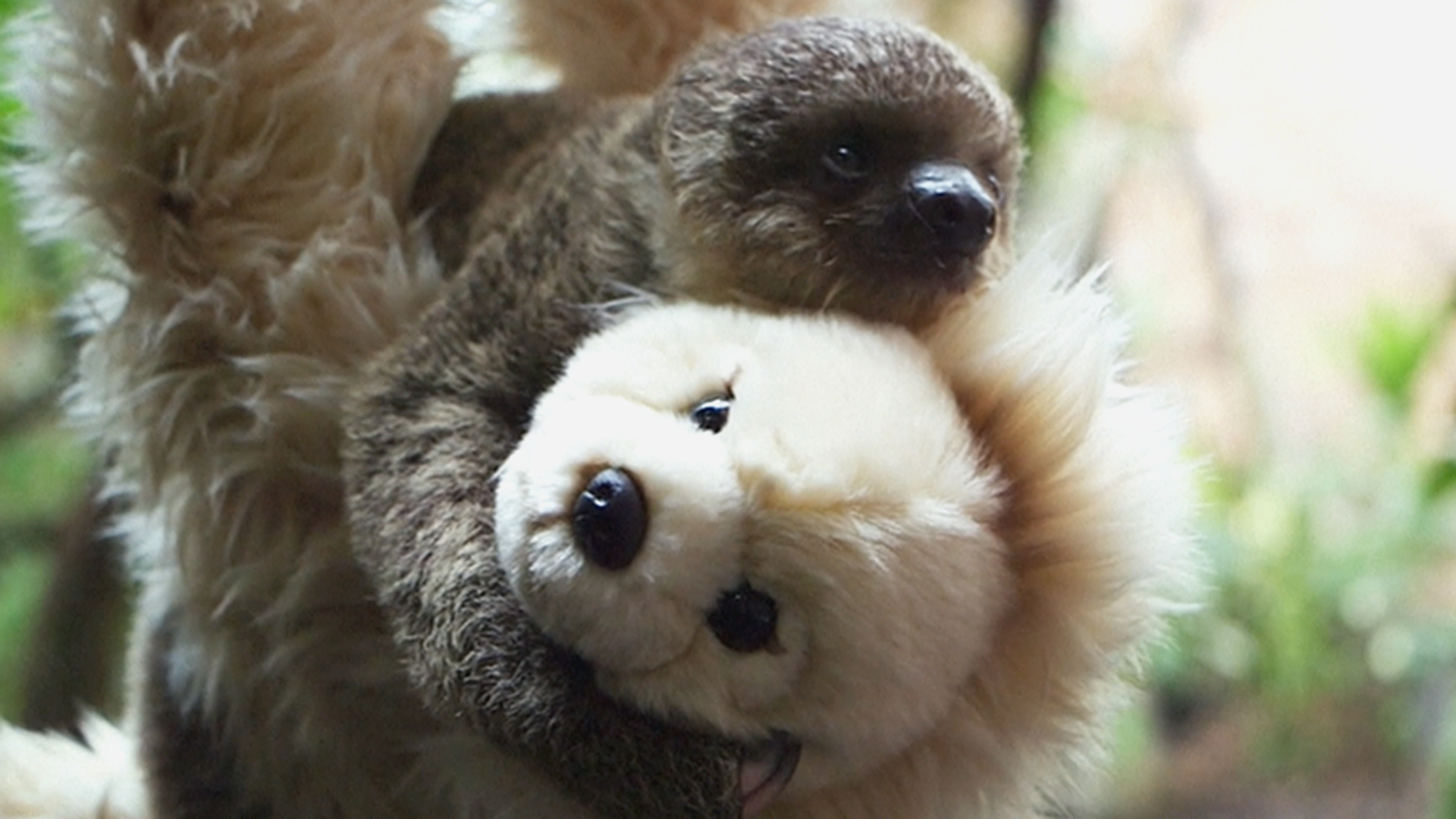Baby Sloth Has Teddy Bear as a Surrogate Mother - NBC News
