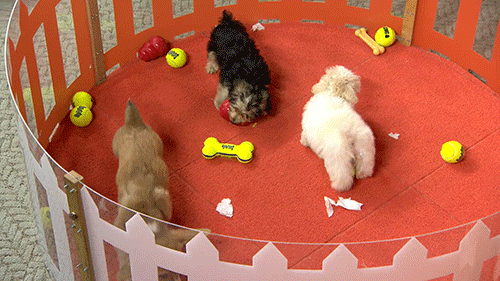 today puppy party