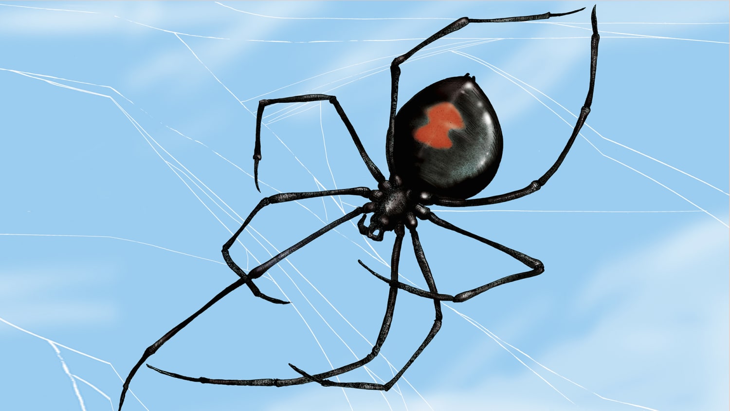 Image result for kristine donovan spider