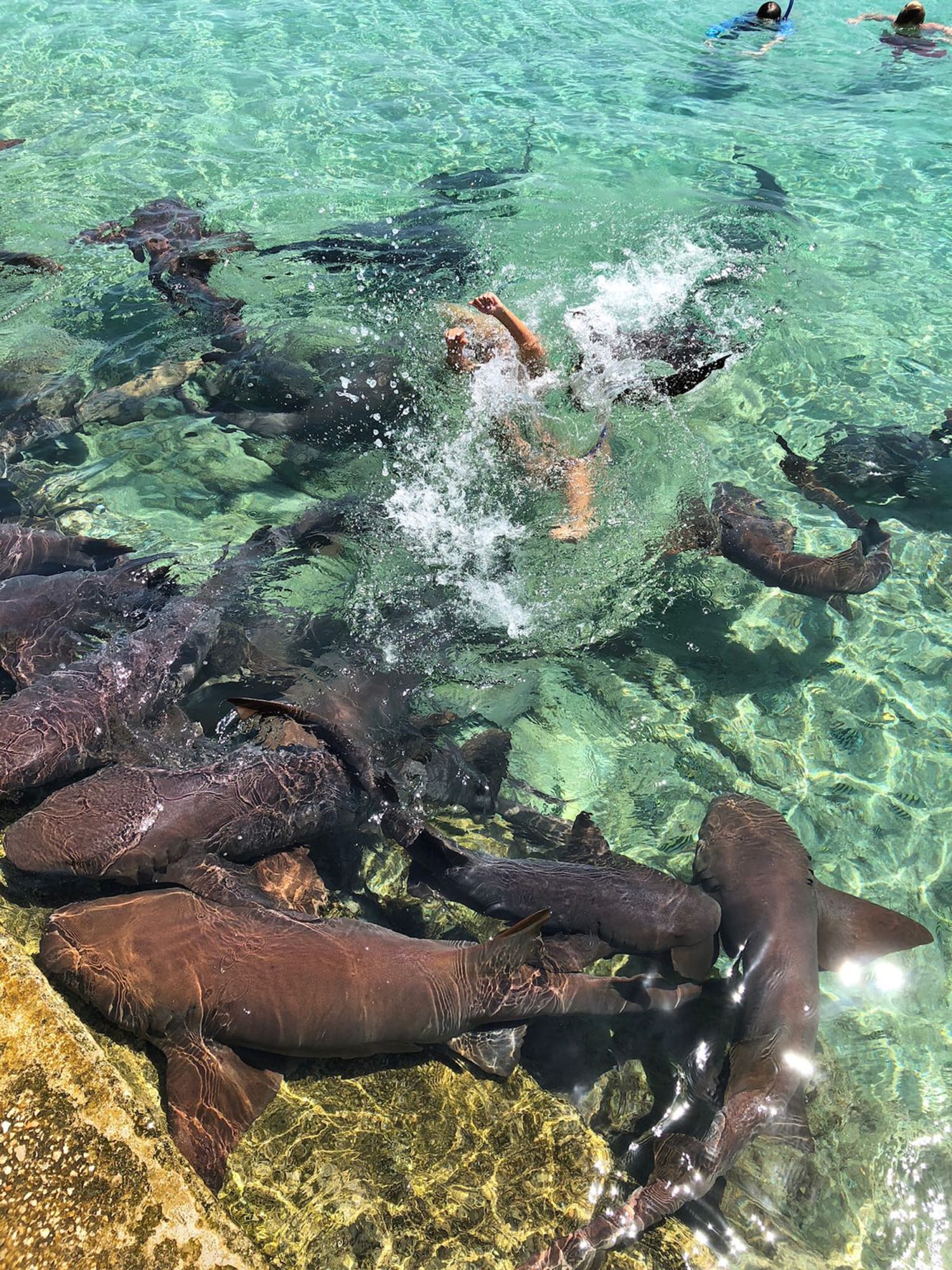 Shark attacks California Instagram model in Bahamas