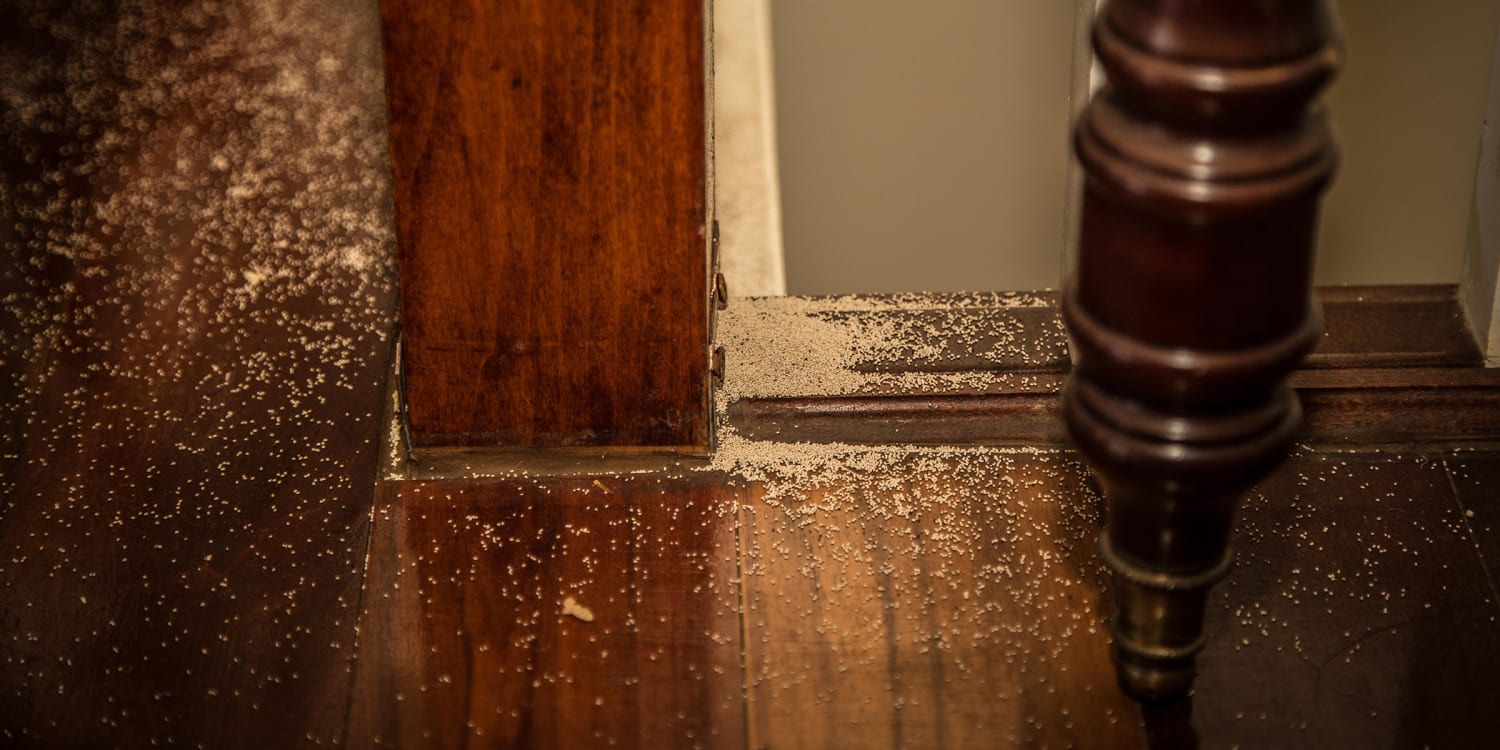 How to get rid of termites: Termite treatments, signs to know