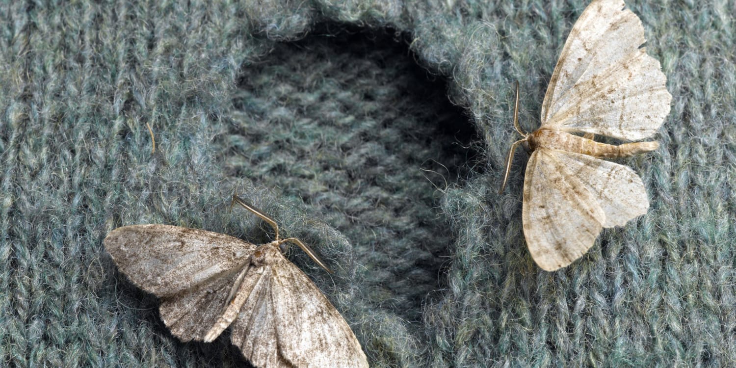 11 Easy DIY Ways to Kill Moths in the Closet  Getting rid of moths, Moths  in closet, Moth