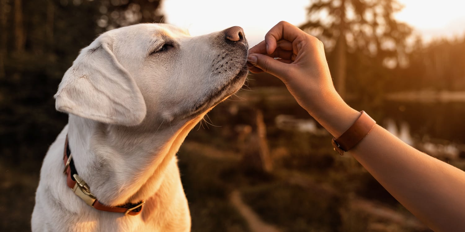 best treats to give your dog
