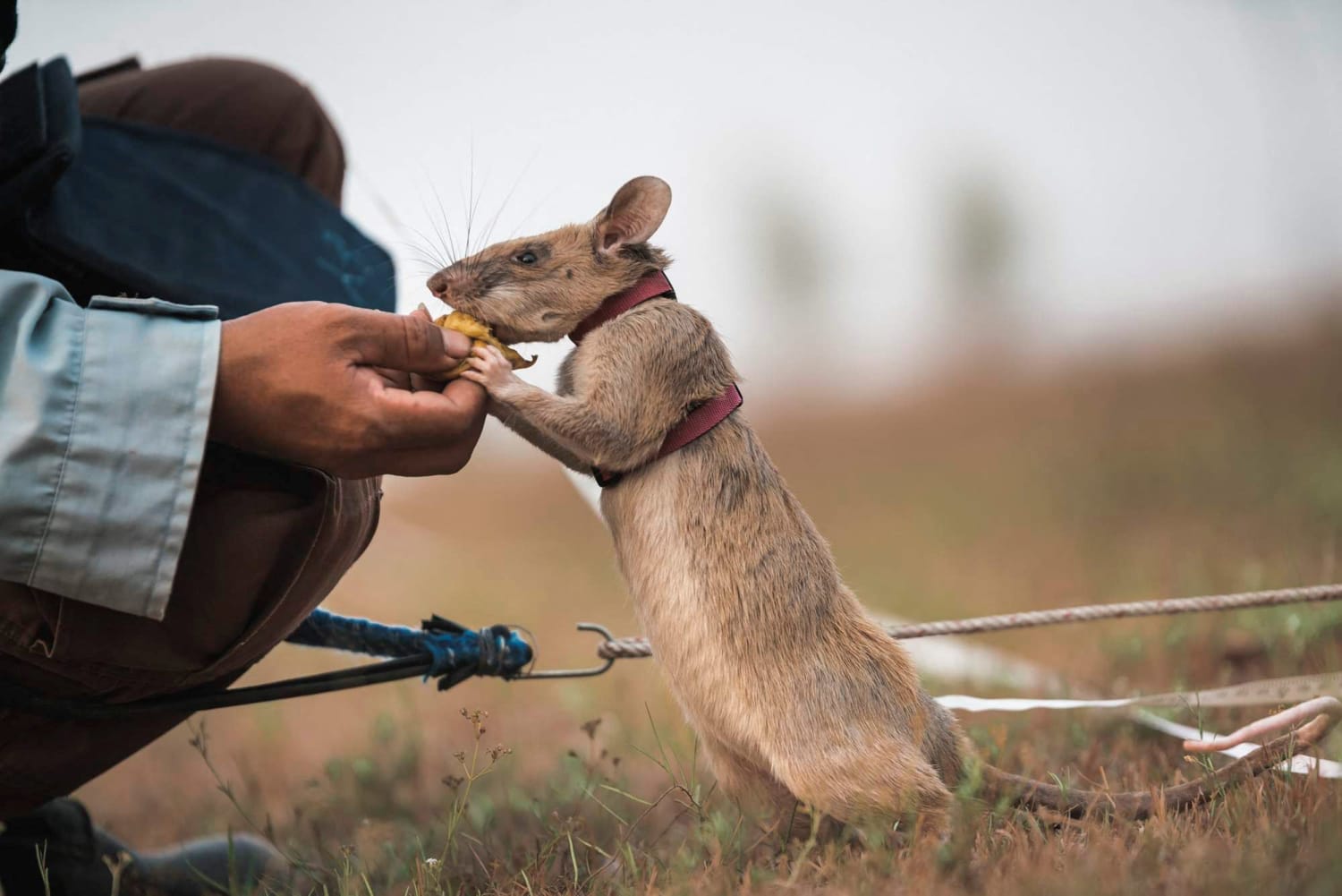 Rat called Magawa awarded prestigious gold medal for Cambodia landmine  detection