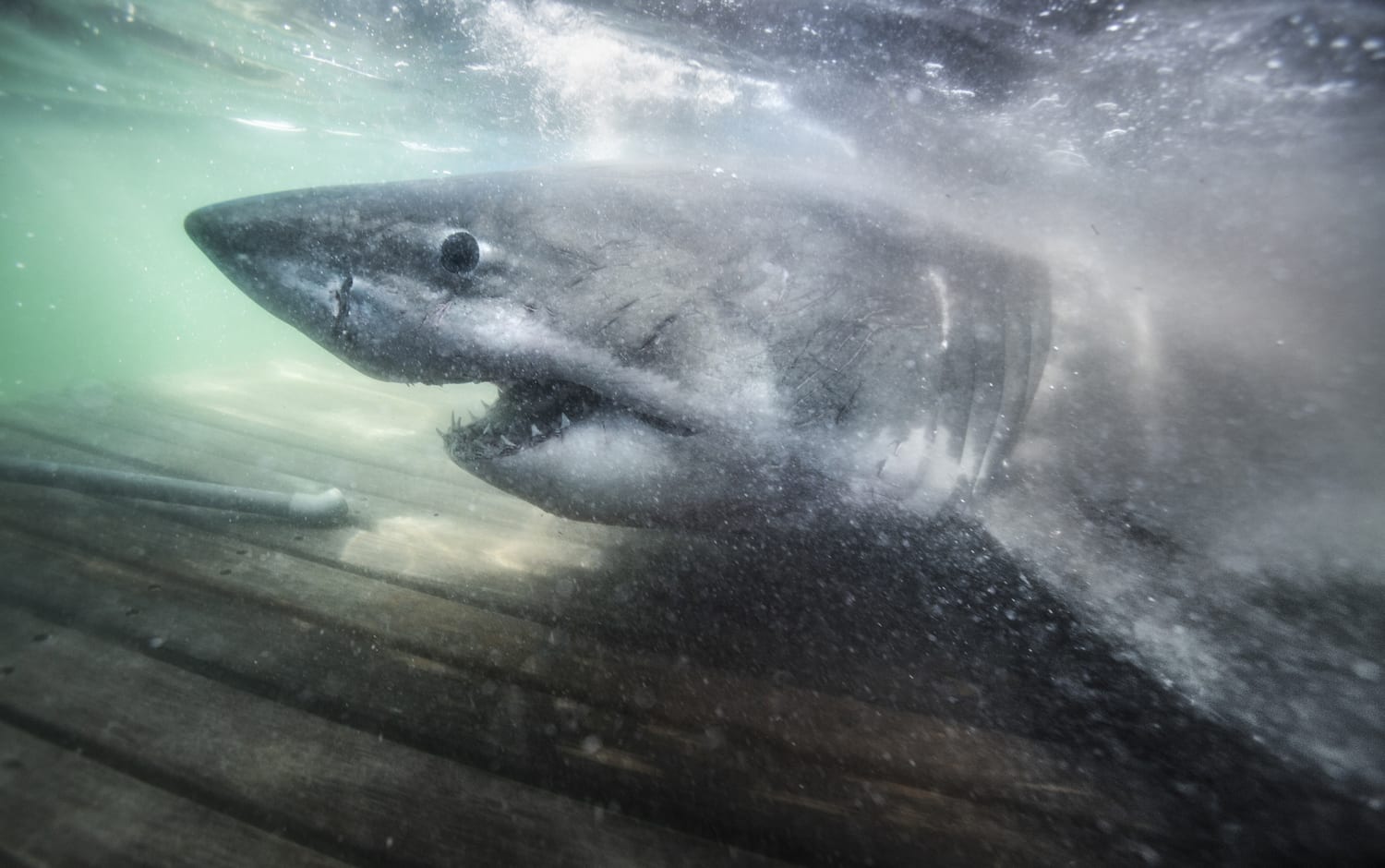 researchers-find-queen-of-the-ocean-ancient-great-white-shark-off-nova-scotia-coast