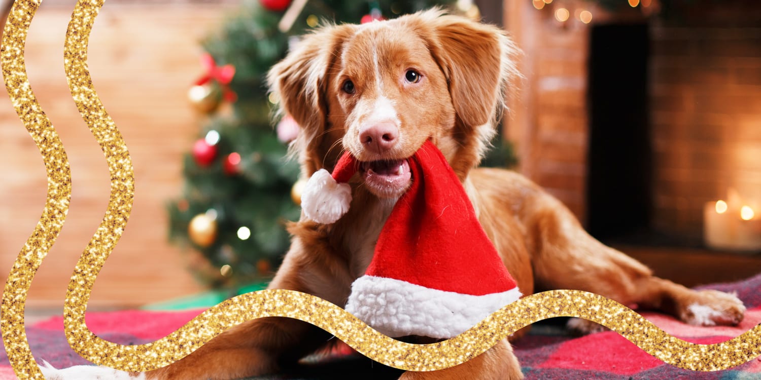 gifts to get dog lovers