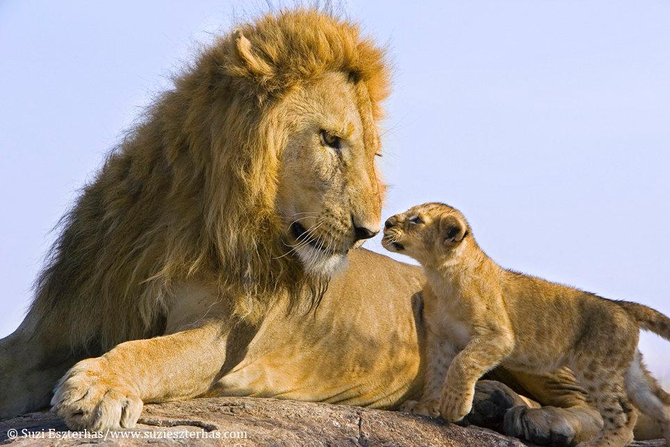 Lion love Father meets his cub for the first time