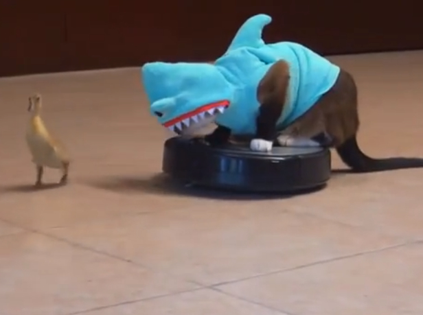 Max the Roomba Cat takes a bite out of Shark Week