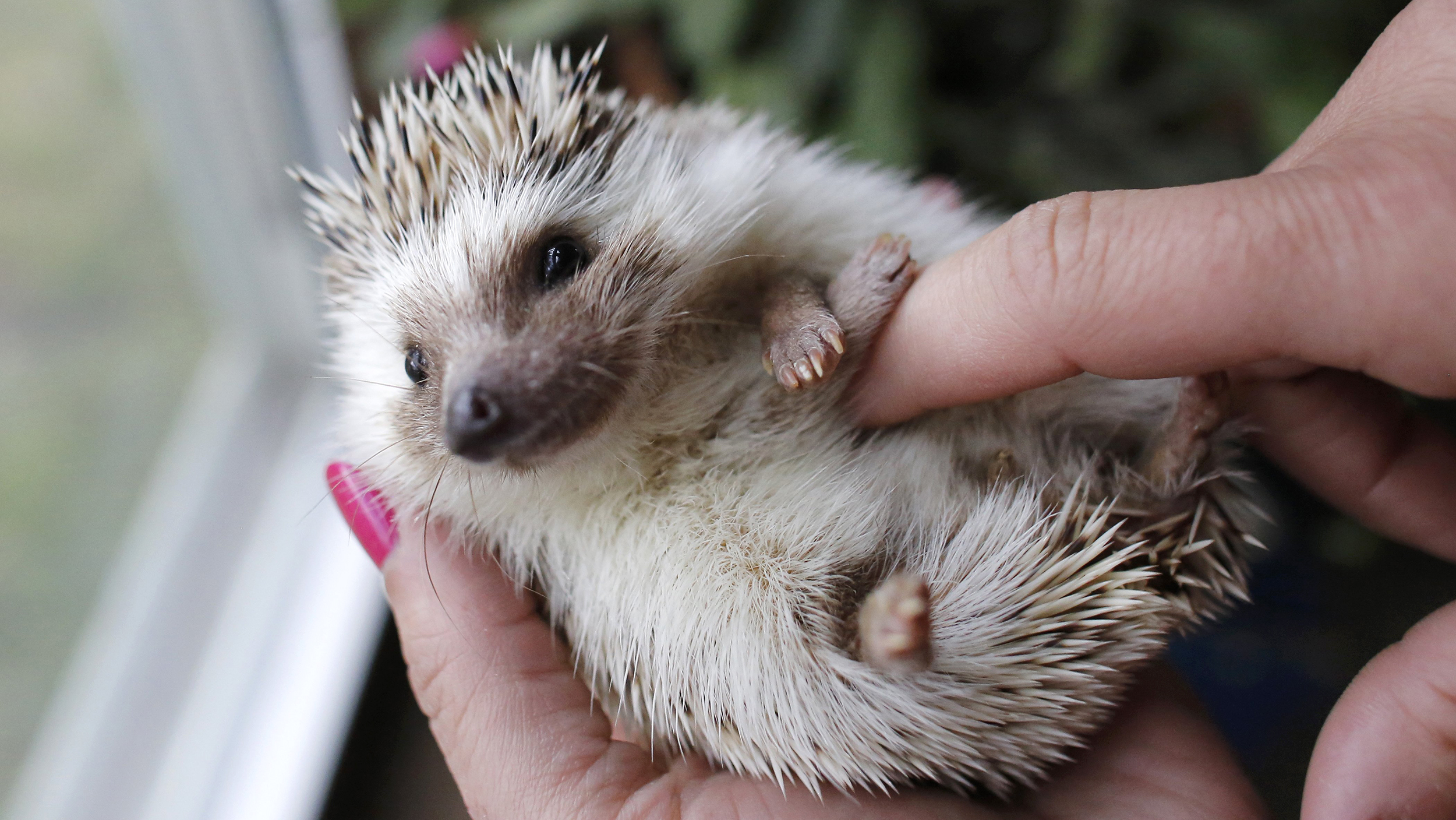 Calling all hedgehog lovers! TODAY wants to see your 