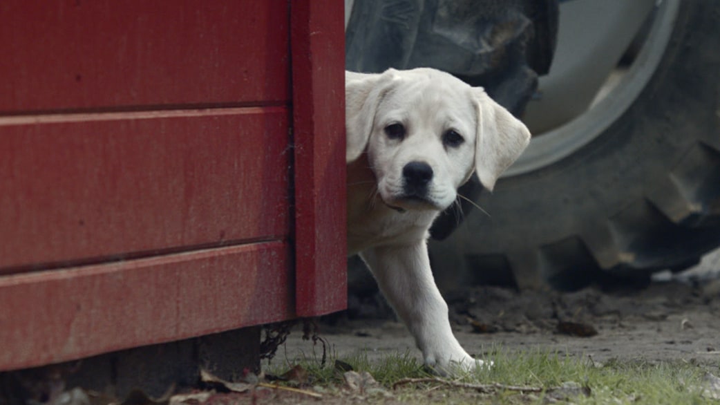 Aww! Watch Budweiser's 'Lost Puppy' Super Bowl ad - TODAY.com