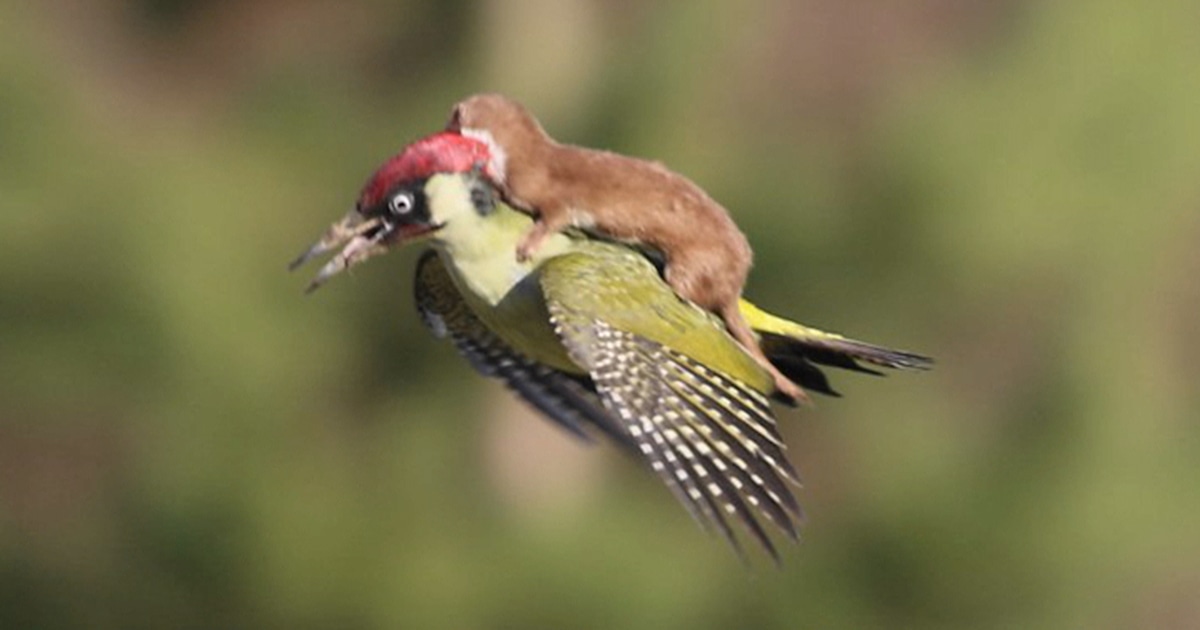 Woodpecker gives weasel a bird's-eye view with piggyback flight