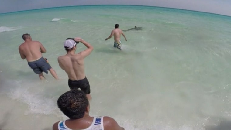 Caught on video: Brothers rescue injured hammerhead shark