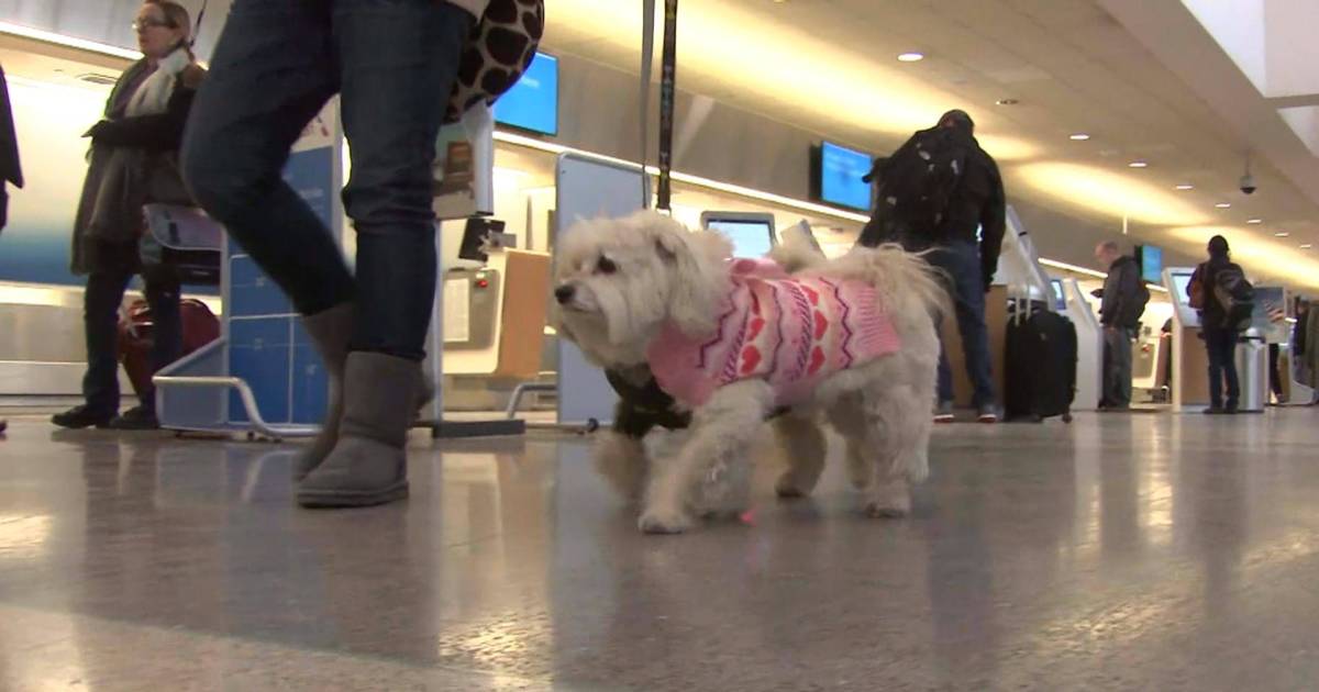 Travel industry cracking down on rules regarding service animals