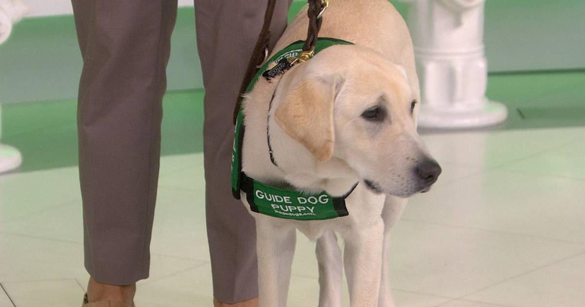 Take a look at the documentary ‘Pick of the Litter,’ which follows guide dog trainers