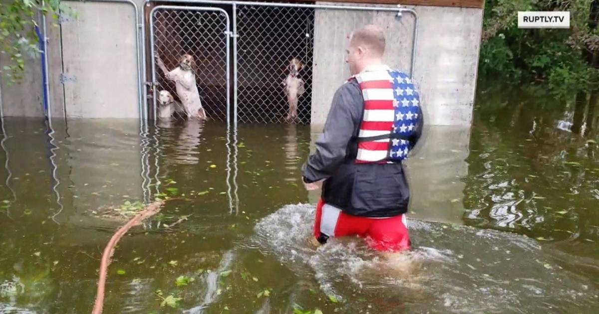 Volunteer rescuer saves dogs trapped in Florence floodwaters