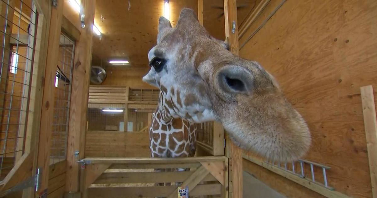April the Giraffe has a due date!