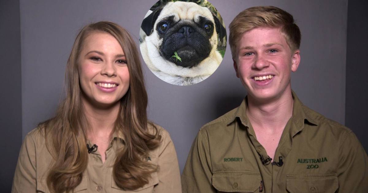Bindi and Robert Irwin: our family pug is ‘one of the sweetest animals’ we know