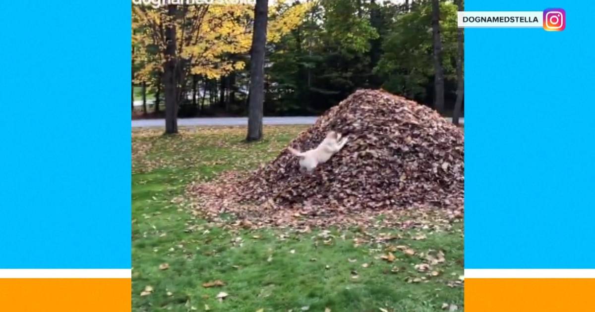 Watch: Amazing dog gleefully leaps into pile of leaves