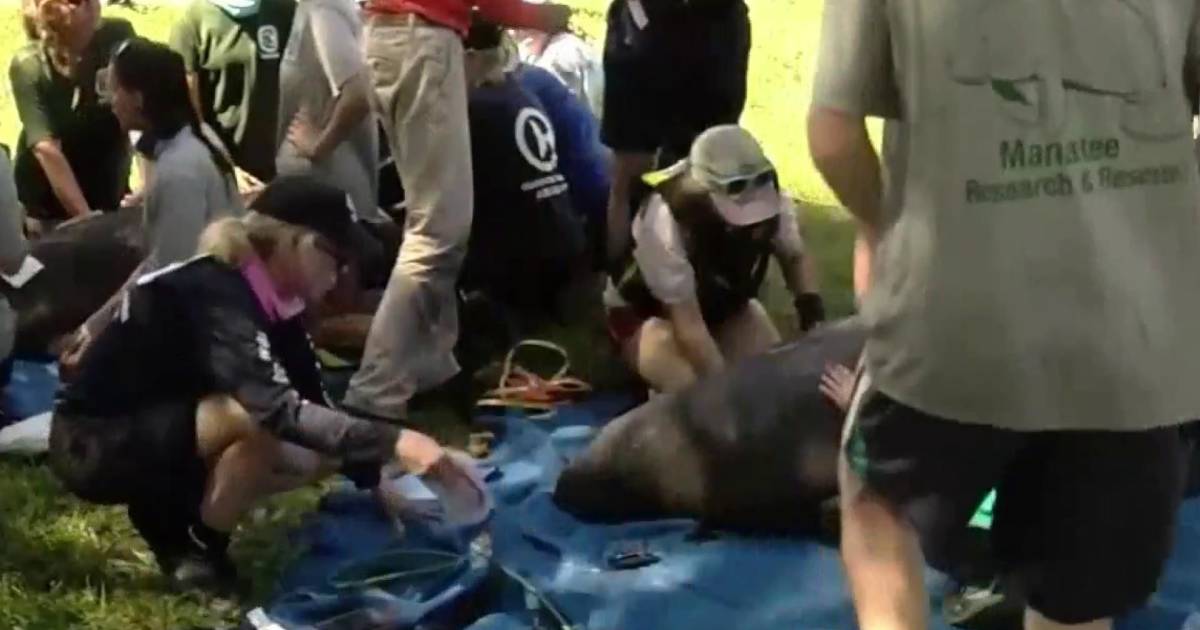 Manatees rescued after trapped in Florida pond
