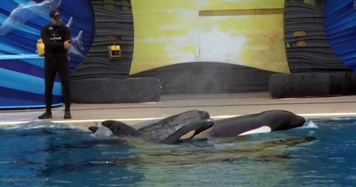 Killer Whale Gives Birth at SeaWorld San Diego