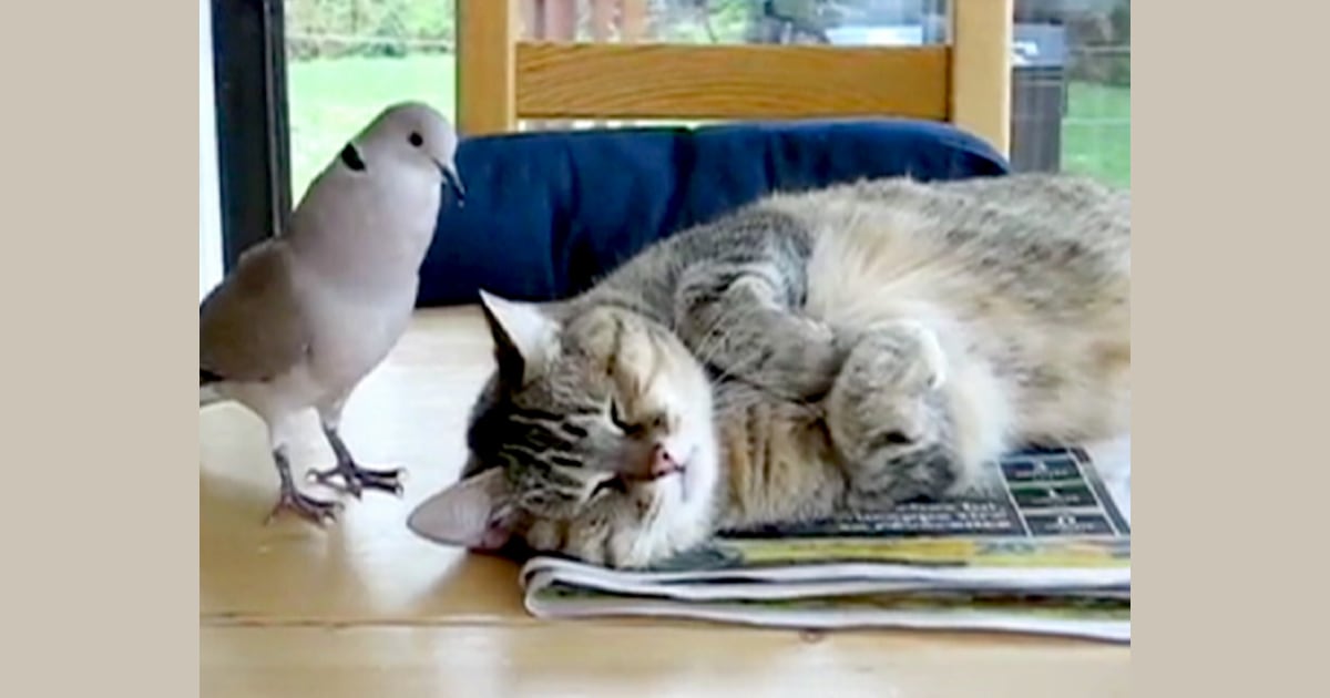 Bird gives napping cat a wakeup call