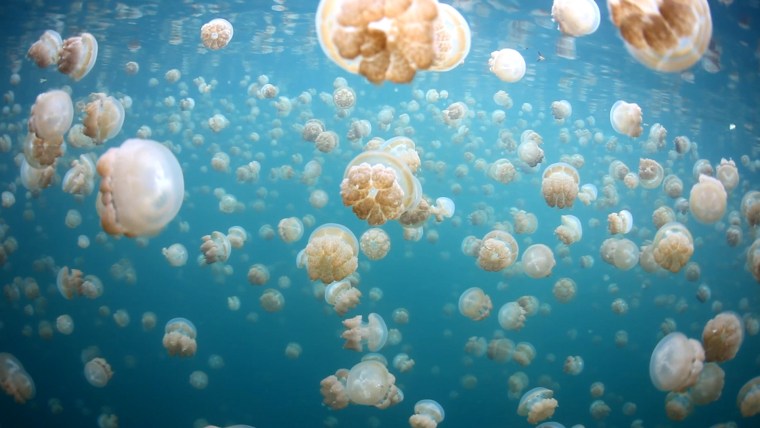 يك عكاس به درياچه Jellyfish Stunning Palau (Palau)