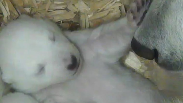 cuteness بر روي دوربين: خرس‌هاي قطبي براي اولين بار چشمان باز را باز مي‌كنند.