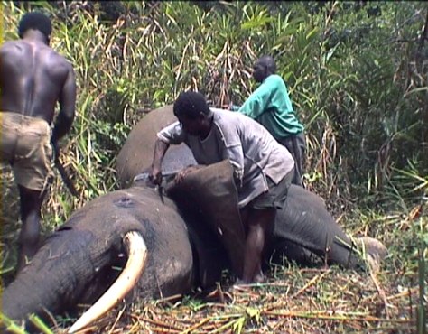 Central Africa elephants killed for meat - World news - World ...