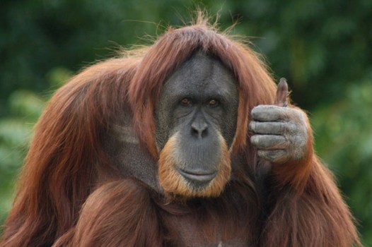 An orangutan making a thumbs-up gesture. The apes ... - Photos ...