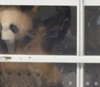 Berlin Welcomes Giant Pandas From China