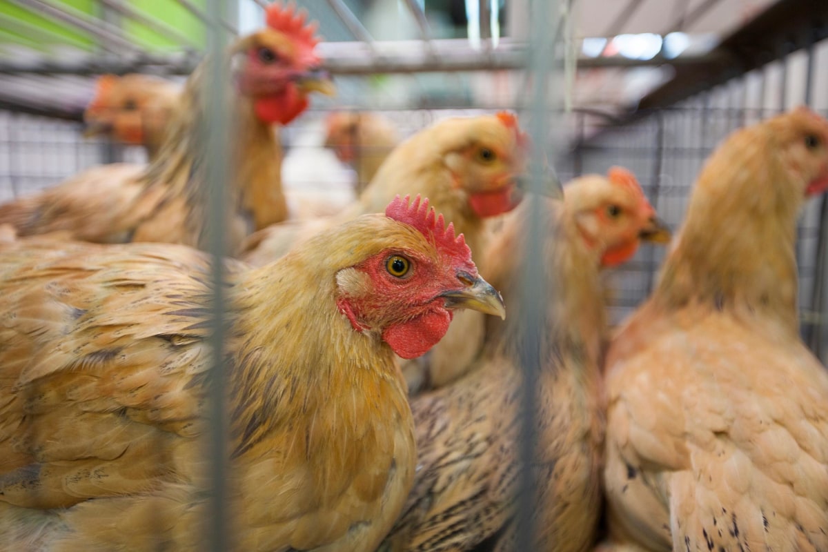 U.S. Finds First Case of H5N2 Bird Flu in Commercial Chickens NBC News