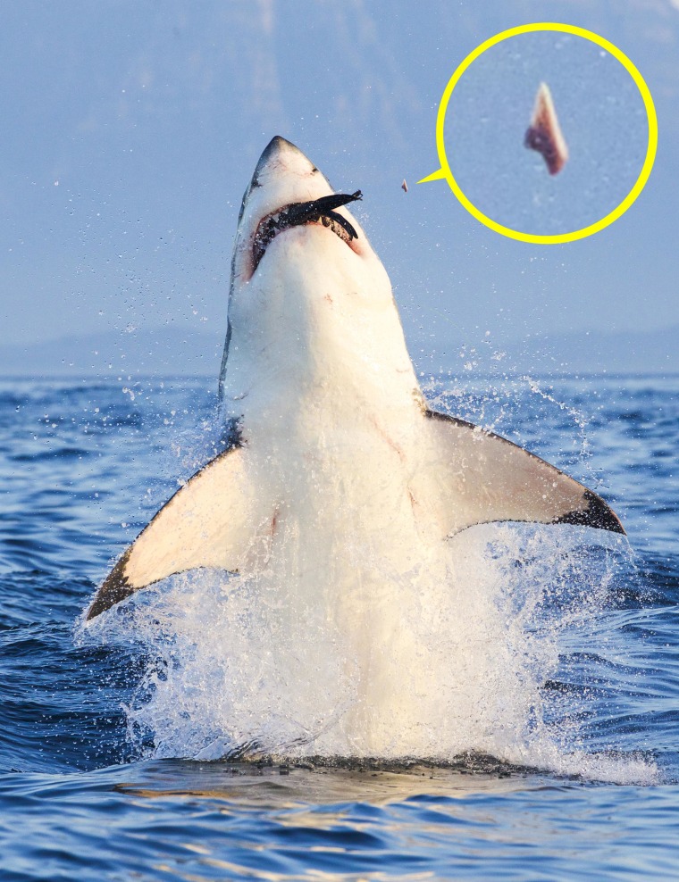 Tooth Scary! Seal-eating Shark's Flying Tooth Caught on Film