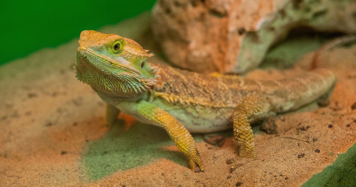 Bearded Dragon Lizards Infect 132 With Salmonella