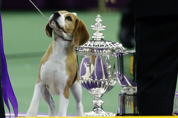 IMAGE: Miss P, winner of Best in Show at Westminster