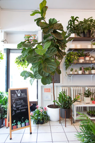 These best indoor houseplants that won d die on you 